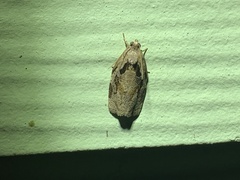 Archips grisea