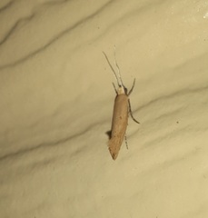 Ypsolopha unicipunctella