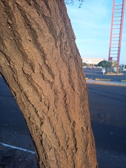 Tabebuia rosea