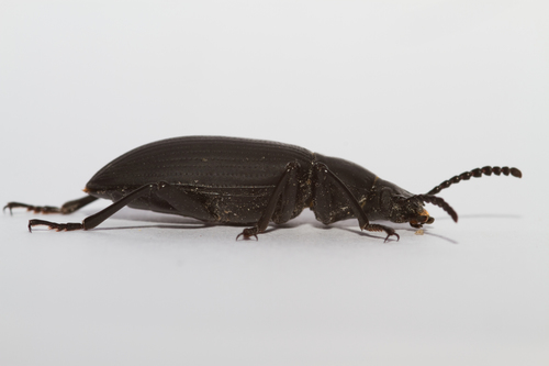 Giant Mealworm Beetle photo 2
