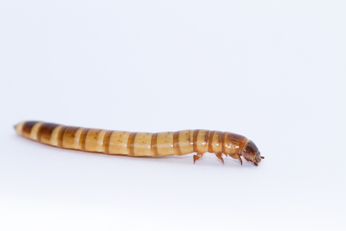 Giant Mealworm Beetle
