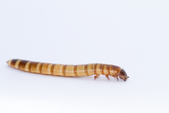 Giant Mealworm Beetle