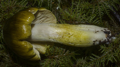 Tricholoma sejunctum
