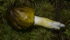 Tricholoma sejunctum