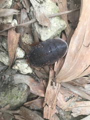 Opisthoplatia orientalis
