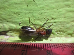 Formicinae