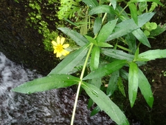 Sphagneticola calendulacea