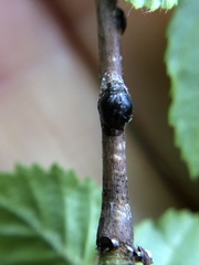 Parthenolecanium corni