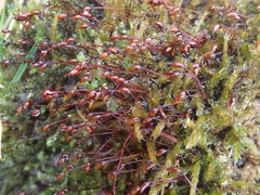 Brachythecium rivulare