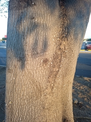 Enterolobium cyclocarpum