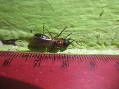 Formicinae