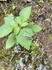 Acrida cinerea
