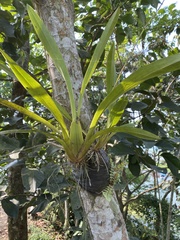 Vandoideae