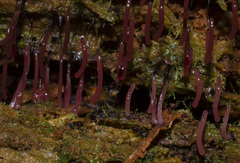 Stemonitopsis typhina