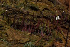 Stemonitopsis typhina