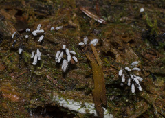 Stemonitopsis typhina