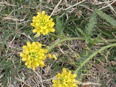 Rorippa sinuata