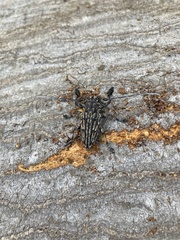 Steirastoma histrionicum