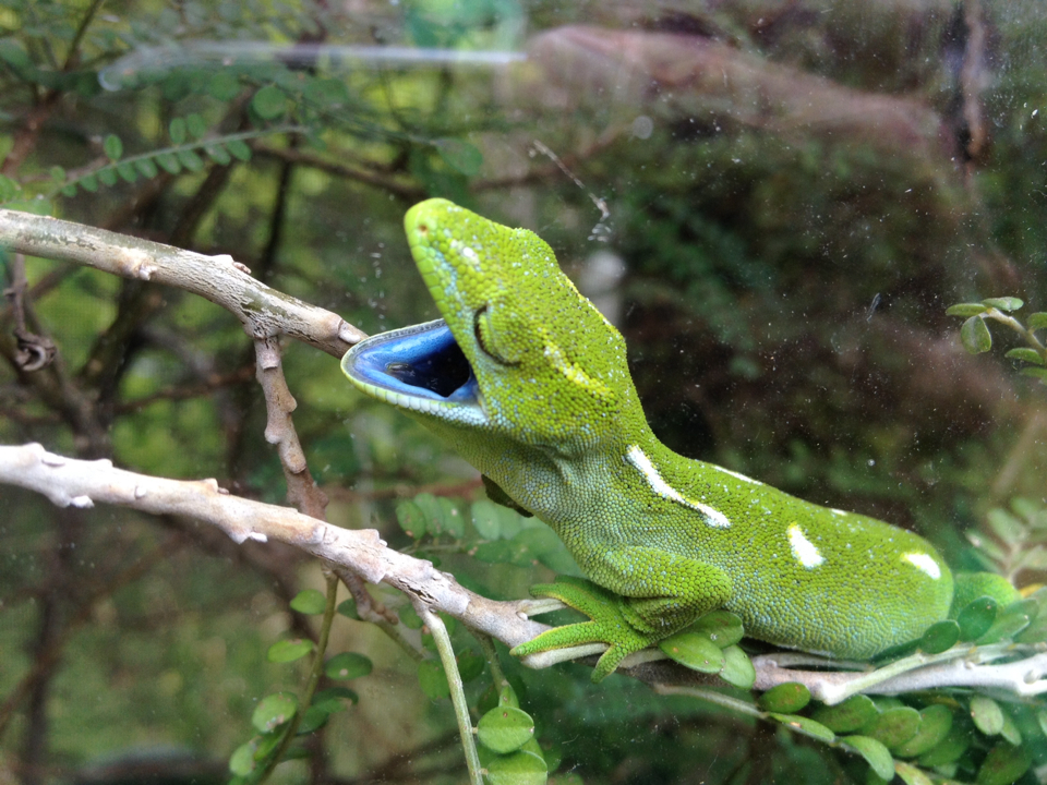 Wellington Green Gecko