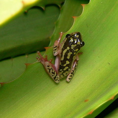 Hyperolius marmoratus marmoratus