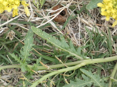 Rorippa sinuata