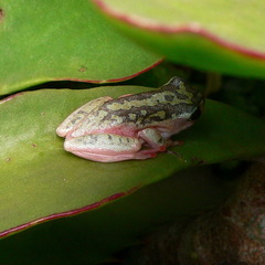 Hyperolius marmoratus marmoratus