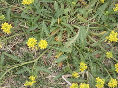 Rorippa sinuata