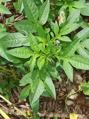 Solanum radicans
