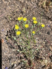 Malacothrix clevelandii