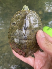 Graptemys geographica