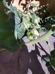 Solanum lycopersicum
