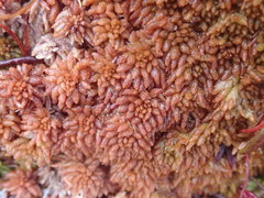 Sphagnum austinii