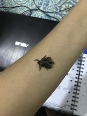 Lepidoptera