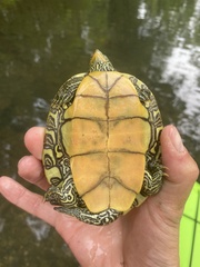 Graptemys geographica