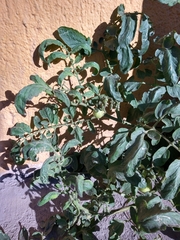 Solanum lycopersicum