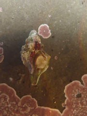 Urosalpinx subangulata
