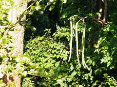 Radermachera xylocarpa