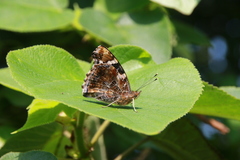 Vanessa indica indica