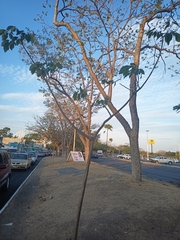 Tabebuia rosea