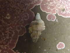 Urosalpinx subangulata