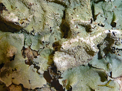 Parmotrema austrocetratum image