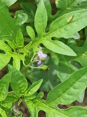 Solanum radicans