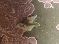 Urosalpinx subangulata