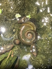 Planorbarius corneus