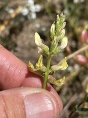 Astragalus deanei