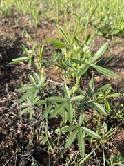 Pediomelum tenuiflorum