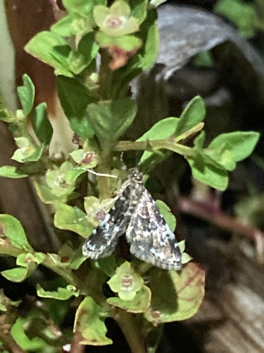 Waterlily Leafcutter Moth photo 5