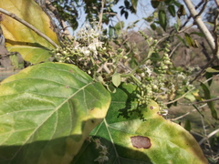 Ehretia laevis