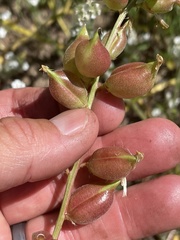Astragalus deanei