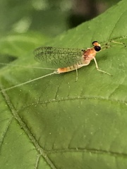 Maccaffertium terminatum terminatum